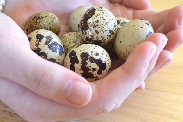 Перепелині яйця дитині: з якого віку давати, як варити